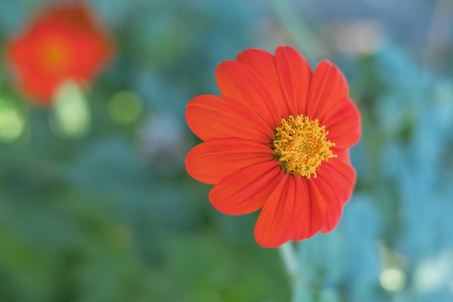 是森林狼队 是森林狼队